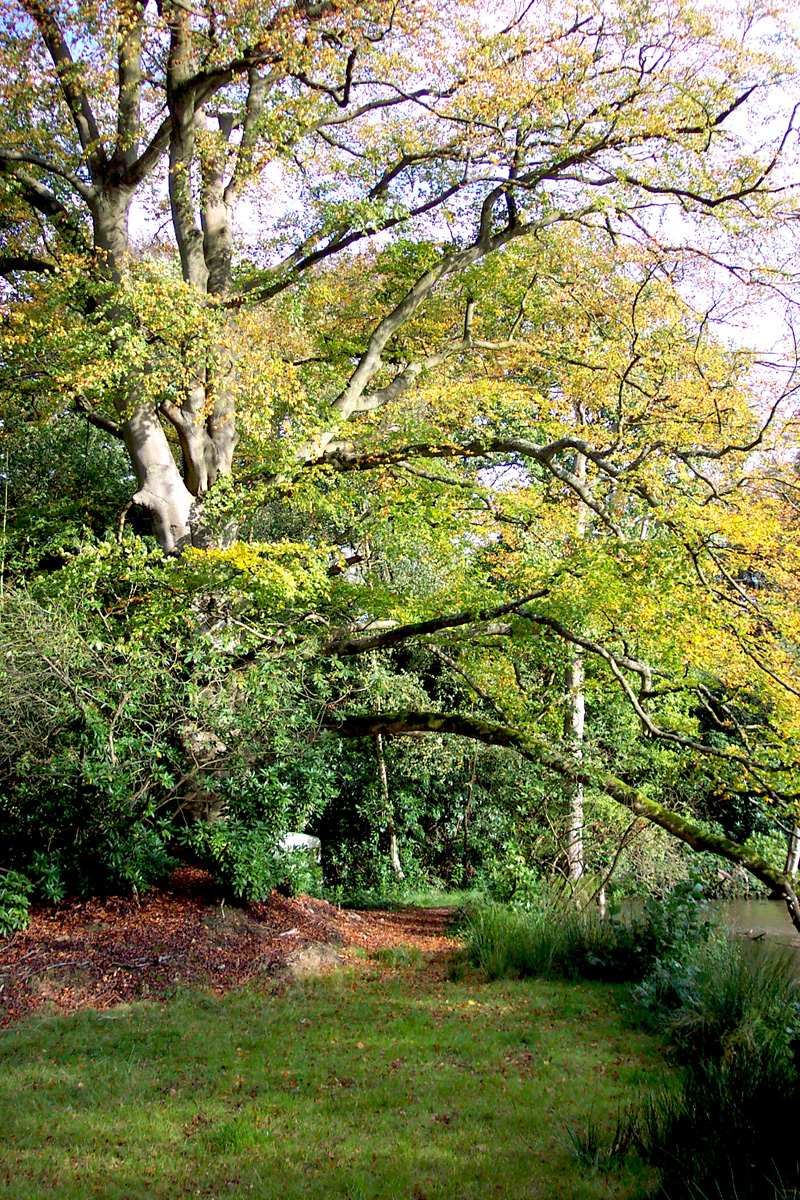 Roffey Park: Beech tree beside Rookfield Pond 2004